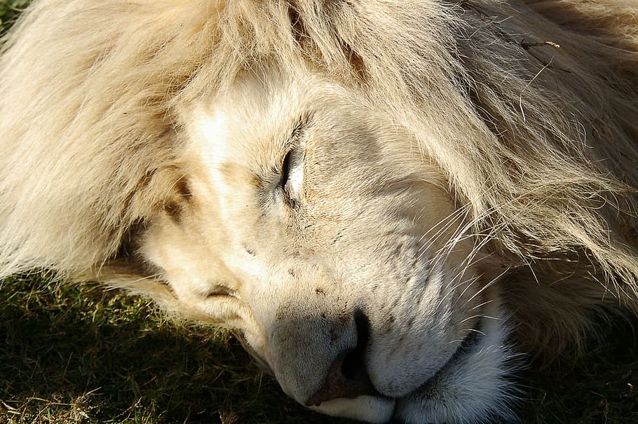 sleeping brown lion, animal themes, one animal, mammal, vertebrate HD wallpaper