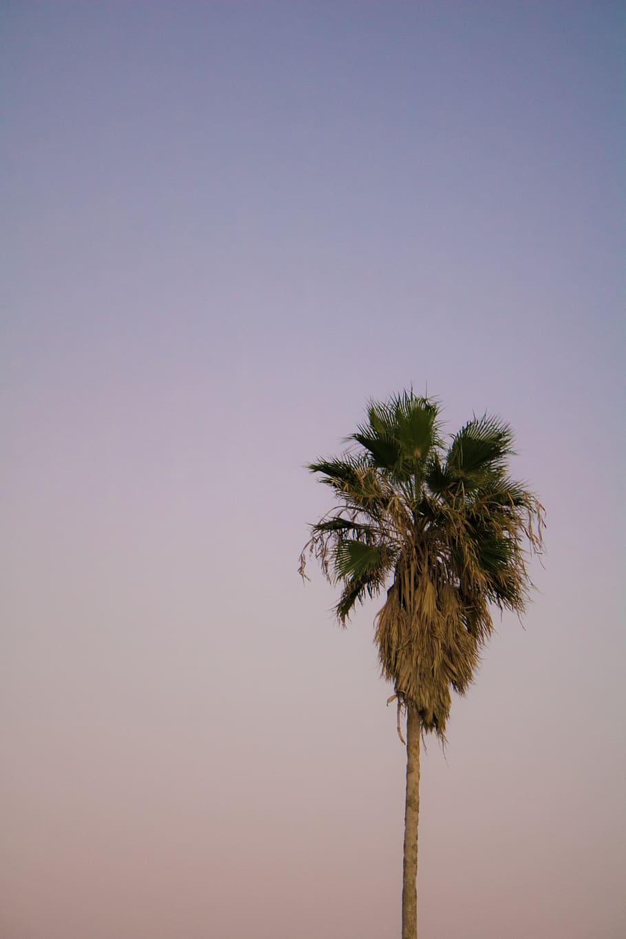 israel, tel aviv, beach, sunset, sunrise, gradient, palm, palmtree