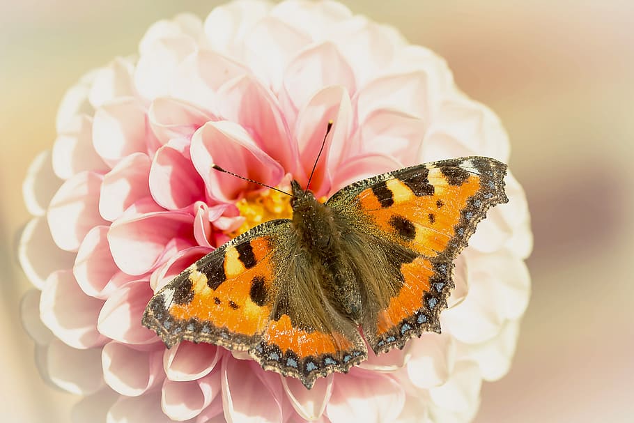 closeup, macro, butterfly, insect, animal, wild, nature, flower HD wallpaper