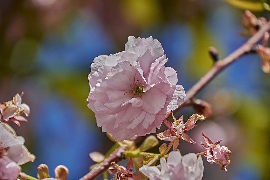 cherry, pollen, tree, flower, petals, flowering plant, fragility HD wallpaper