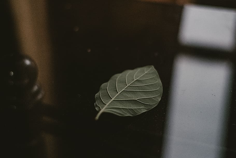 Green Leaf On Black Surface, depth of field, plant part, close-up HD wallpaper
