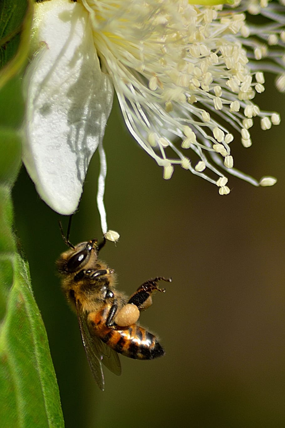 flower, bee, insects, pollen, nectar, garden, spring, plant HD wallpaper