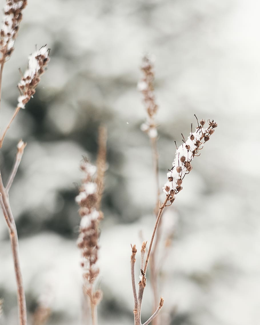 brown cluster flowers, plant, grass, lawn, reed, usa, ewing, nj HD wallpaper