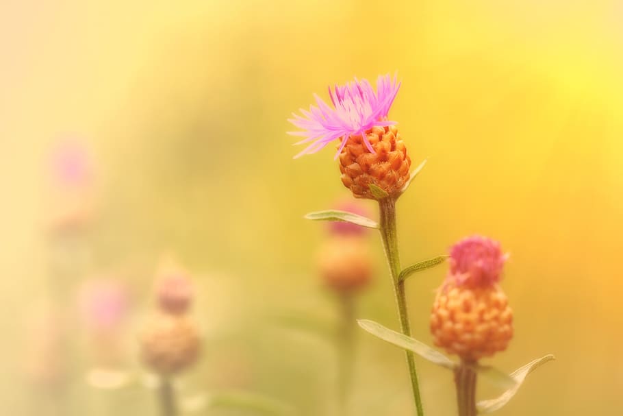 cornflower, composites, asteraceae, centaurea cyanus, zyane HD wallpaper