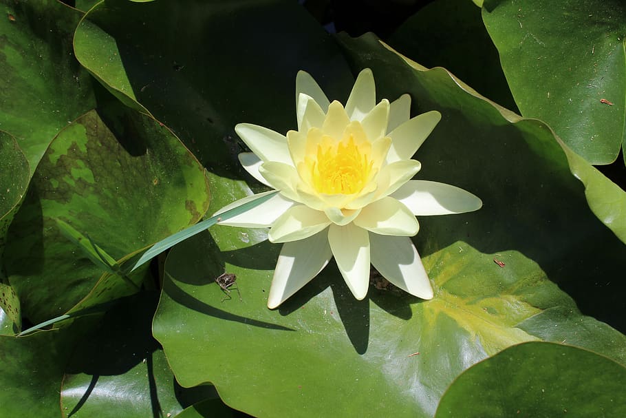 lake, trasimeno, island, polvese, water lilies, flower, flowering plant HD wallpaper