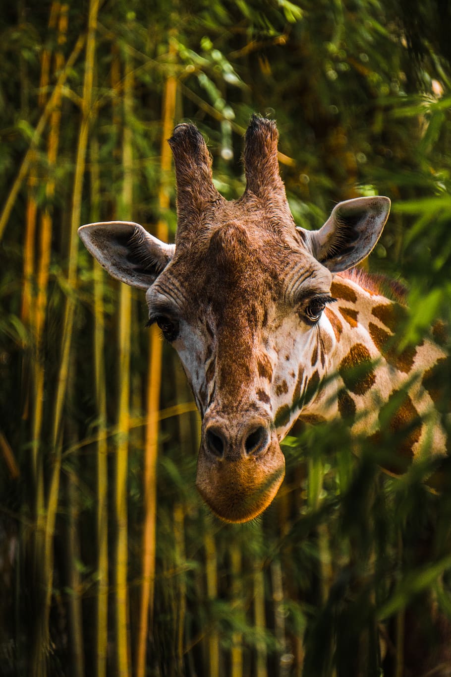 brown giraffe near tree, animal themes, one animal, animals in the wild HD wallpaper