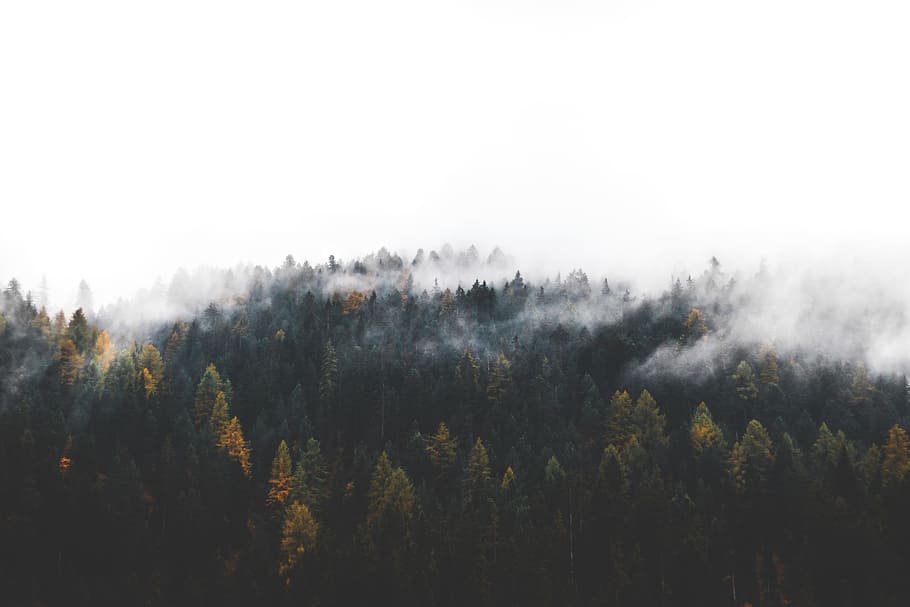 tree, cloud, forest, woodland, fog, mist, landscape, nature HD wallpaper