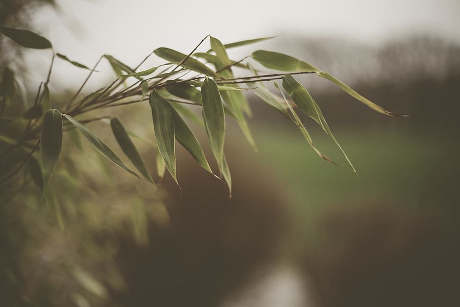 green-leaf plant, growth, close-up, nature, selective focus, no people HD wallpaper