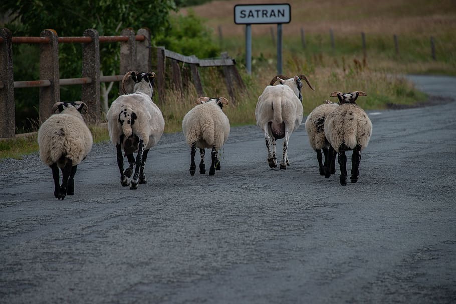 five sheep on road during daytime, animal, mammal, flock, herd HD wallpaper