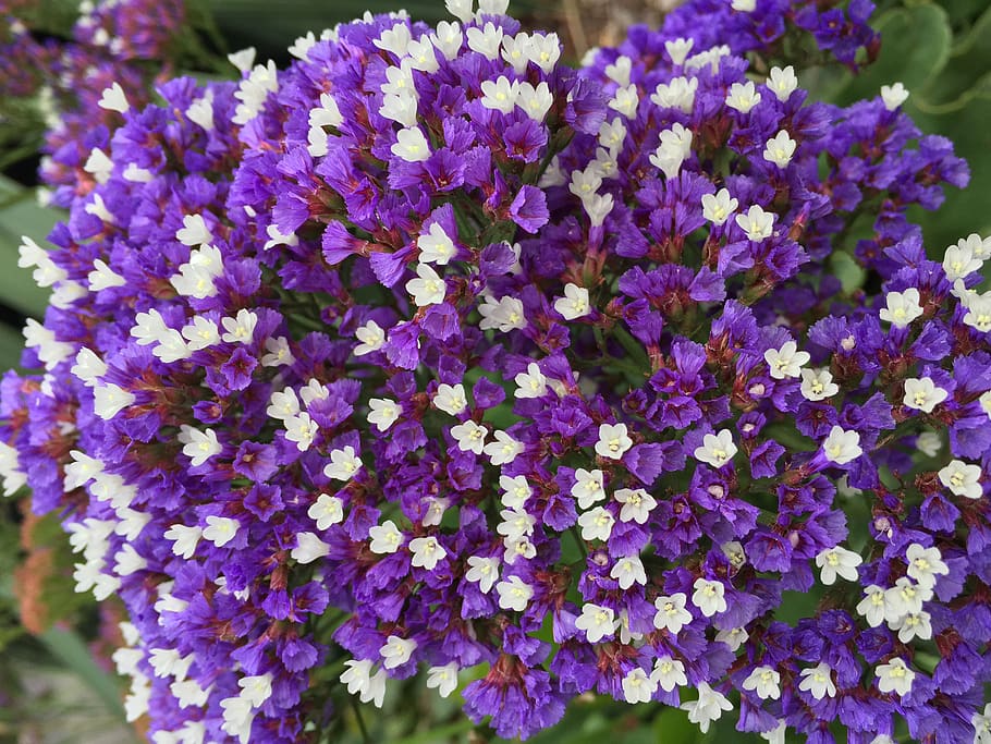 flowering plant, vulnerability, fragility, freshness, purple HD wallpaper