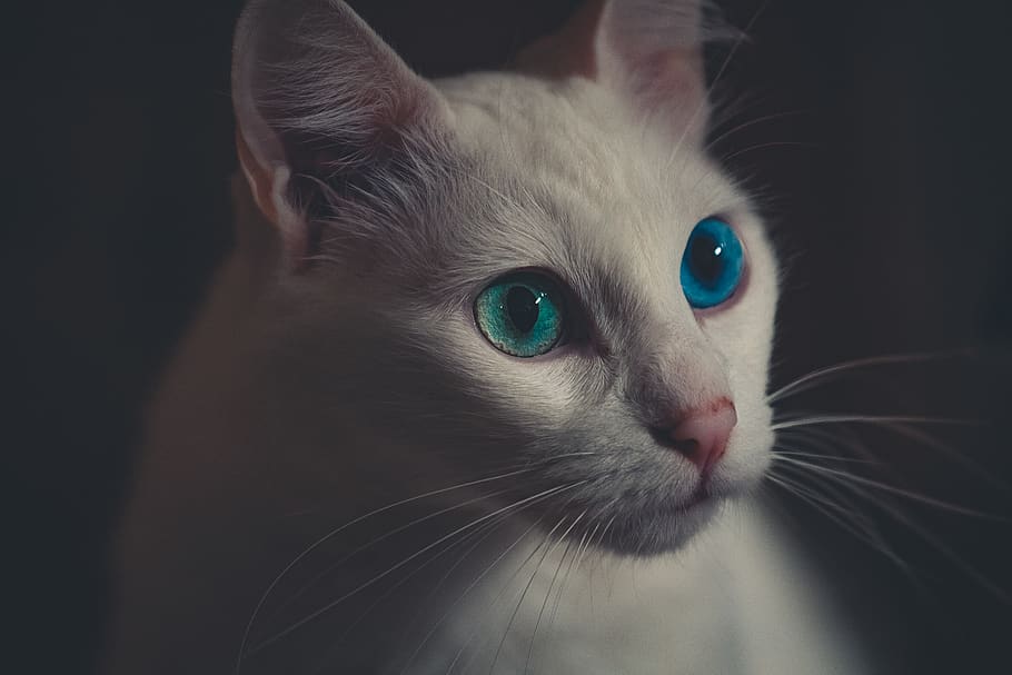 White Cat, adorable, animal, animal photography, close-up, curiosity