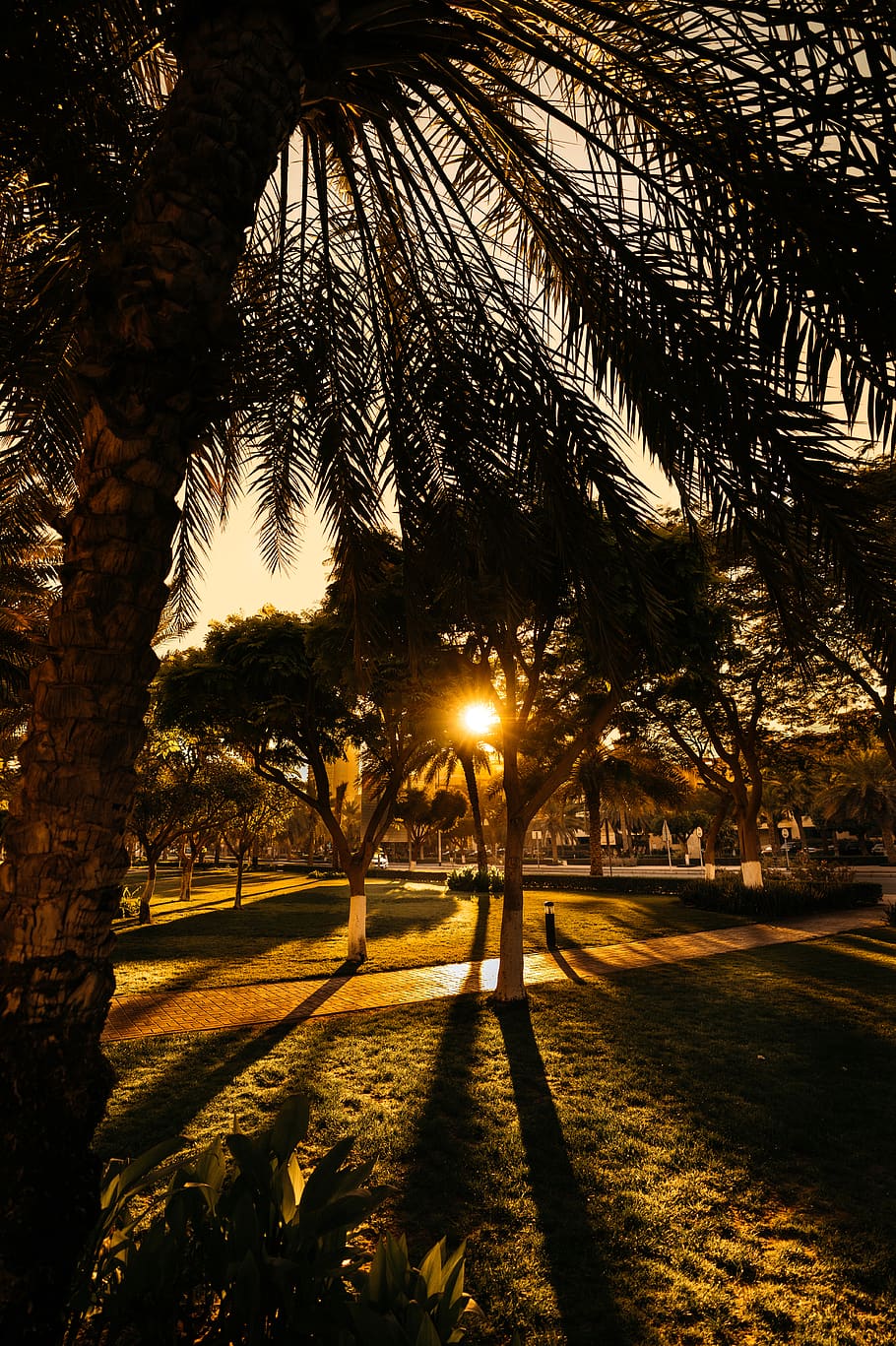 beautiful, amazing, forest, tree, palm, sun, sunset, sun rays HD wallpaper