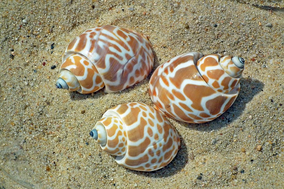 shells, sea, nature, sand, summer, the coast, crustaceans, closeup HD wallpaper
