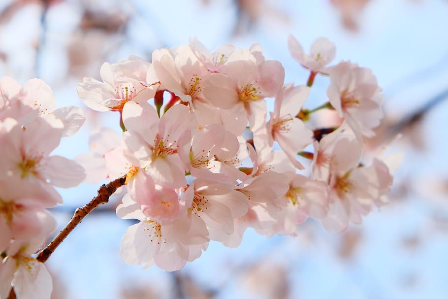 cherry blossom, flower, sun light, spring, blue sky, petals, HD wallpaper