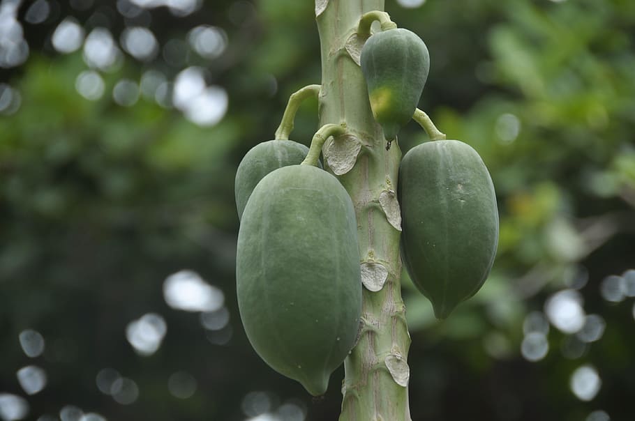 papaya, green, plants, trees, nature, forest, growth, green color HD wallpaper