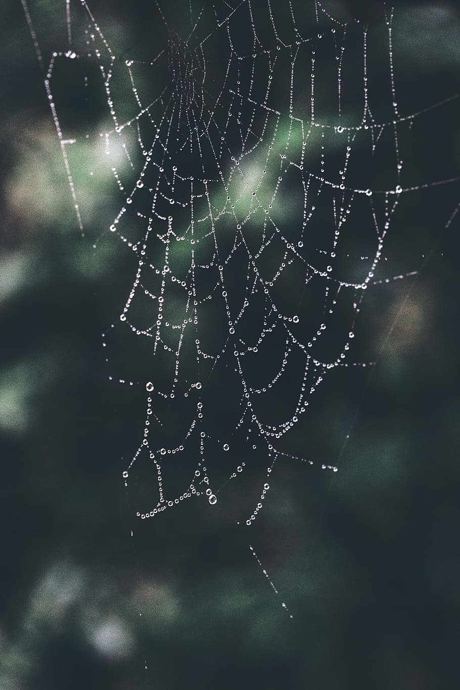 Close-up Photo of Spiderweb, blur, cobweb, dew, dewdrops, droplets HD wallpaper