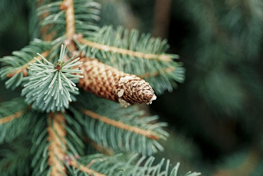 green pine tree during daytime, plant, coniferous tree, pinaceae HD wallpaper