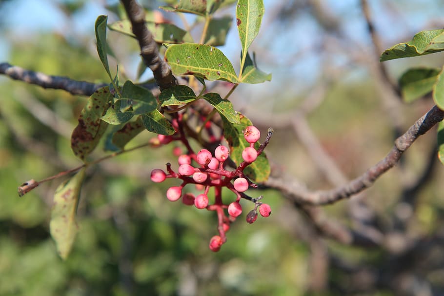 shrub, fruit wild, berries, fall, plant, growth, leaf, plant part HD wallpaper