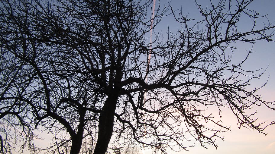 tree, sunset, sky, beautifull, branch, plant, low angle view HD wallpaper