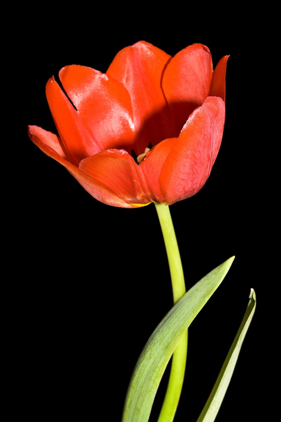 tulip, red, isolated, bud, netherlands, floral, white, spring HD wallpaper