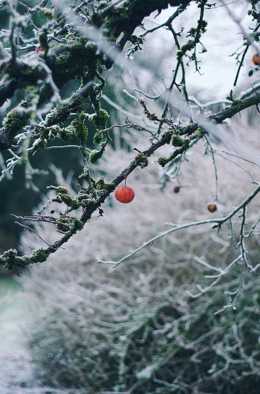 round orange-colored fruit, nature, outdoors, plant, ice, food HD wallpaper
