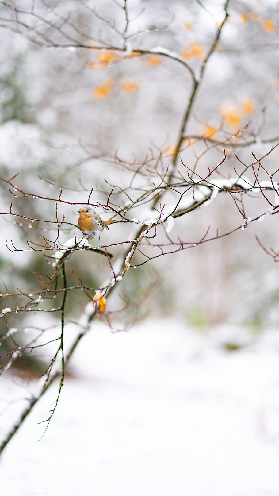 snow, winter, robin, nature, cold, outdoors, wintry, tree, plant HD wallpaper