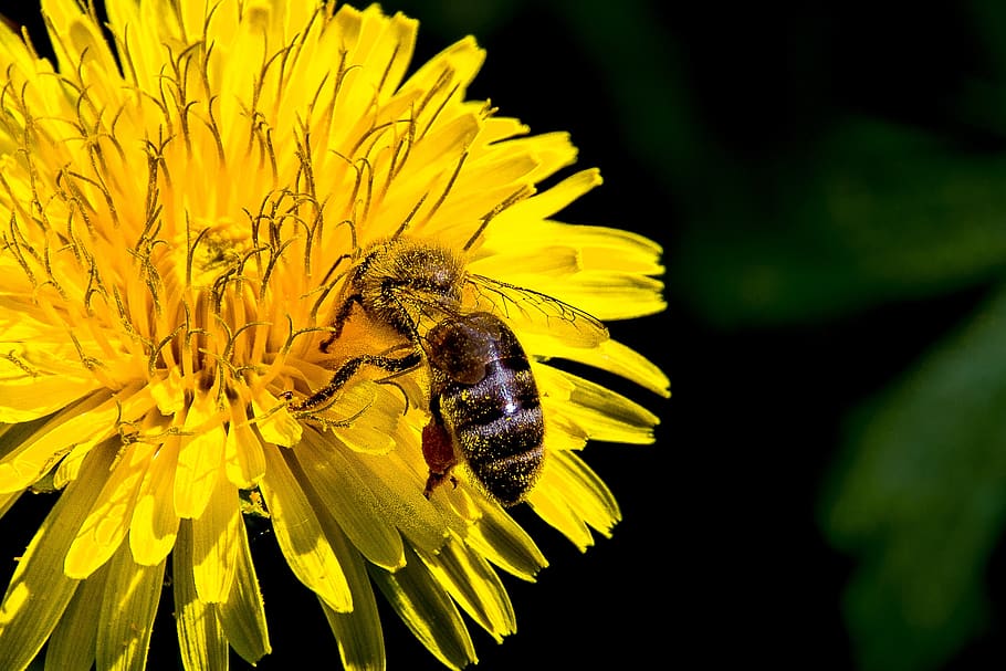 nature, bee, insect, flower, pollen, pollination, summer, honey, HD wallpaper