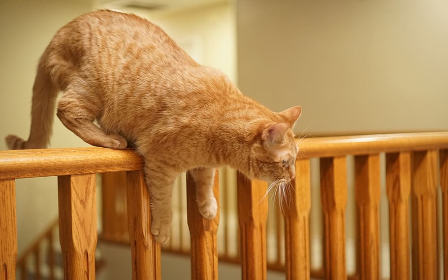 cat, house, kitty, animal themes, mammal, domestic, pets, domestic cat HD wallpaper