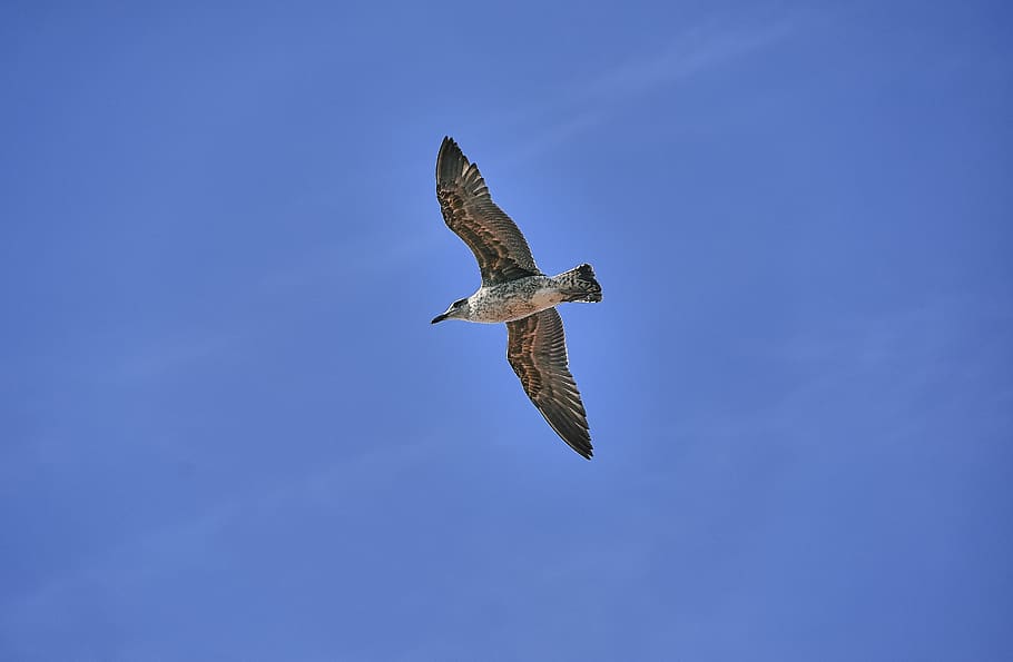 seagull, ave, flight, animals, wings, nature, plumage, peak HD wallpaper
