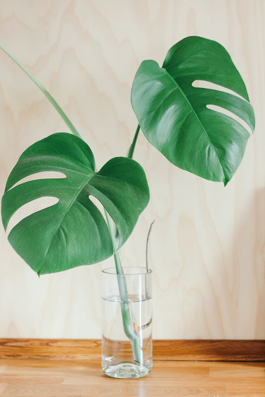 leaf, plant part, table, nature, indoors, water, freshness HD wallpaper