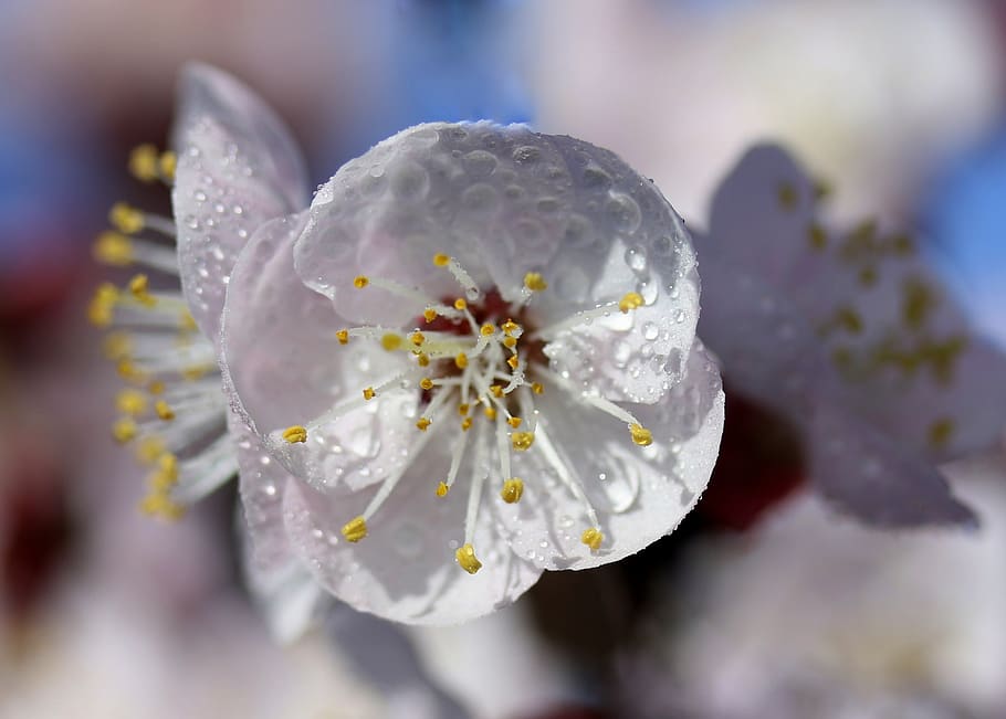 flowers, tree, white, casey, spring, flourished, nature, bud HD wallpaper