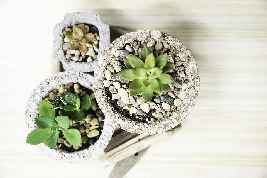 three green succulent plants, food, commercial floristry, cactus HD wallpaper