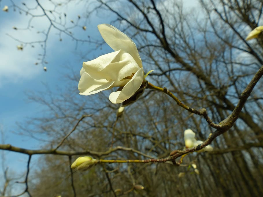 magnolia, spring, bloom, flower, plant, white, flowering plant HD wallpaper