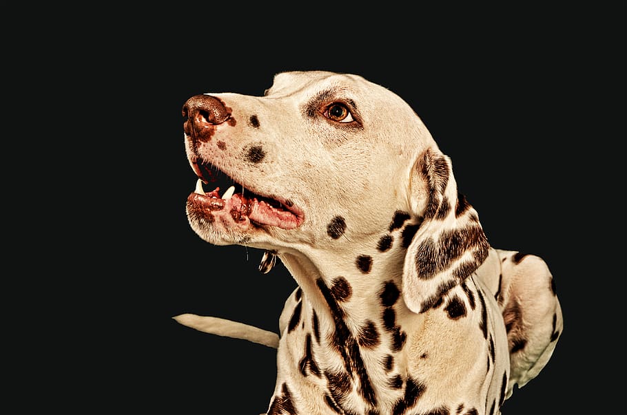dalmatians, dog, male, animal, pet, dog breed, dog head, black and white, HD wallpaper