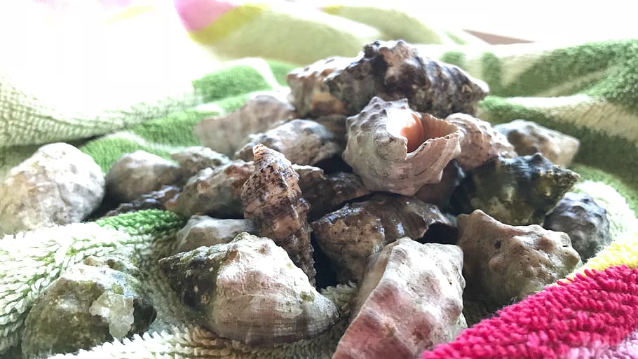 spain, calp, shells, beach, close-up, no people, food and drink HD wallpaper