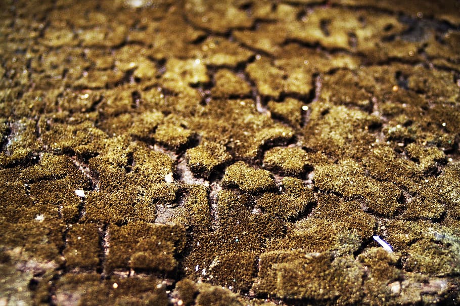Green and Brown Soil, environment, moss, rough, full frame, backgrounds HD wallpaper