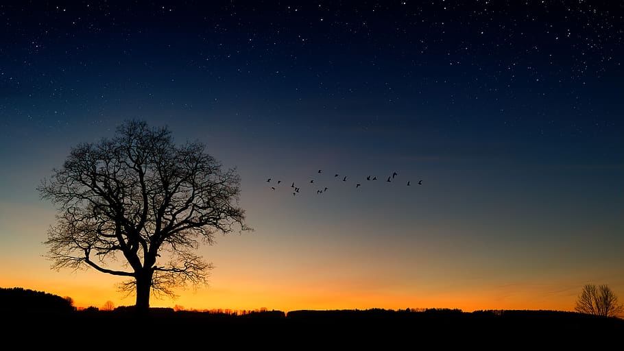 tree, evening sky, birds, star, mood, nature, abendstimmung HD wallpaper