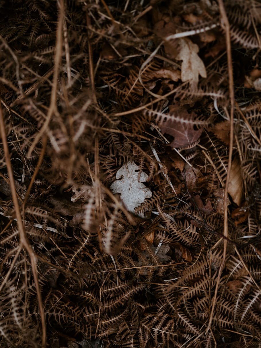 withered brown leaves, no people, close-up, animal, nature, animal themes HD wallpaper