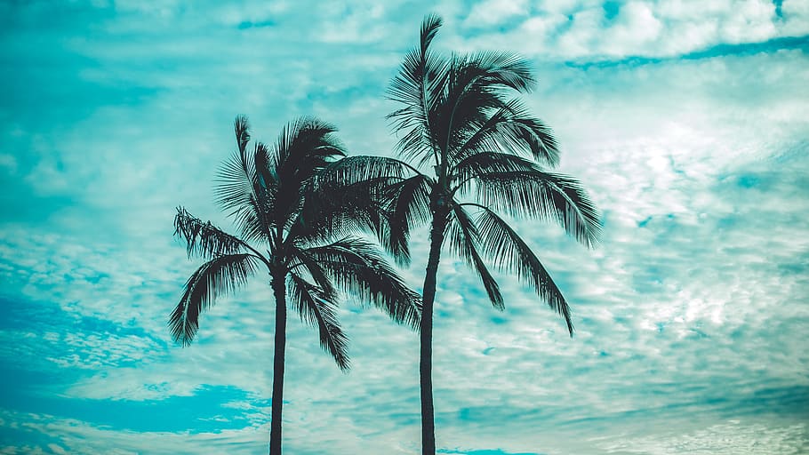 hawaii, oahu, palmtree, sky, dom, trees, clouds, summer, vibe, HD wallpaper