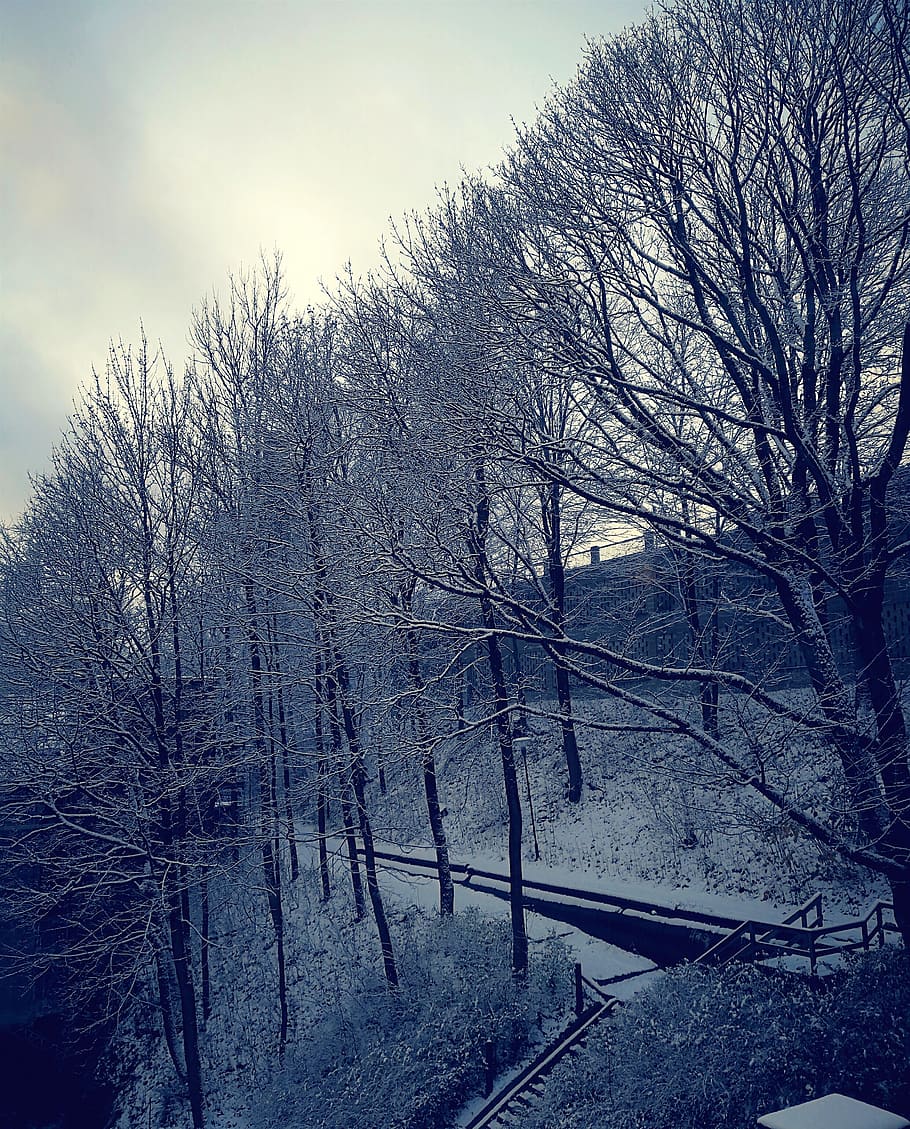 winter, snow, trees, forest, walk, promenade, trail, dusk, bare tree HD wallpaper