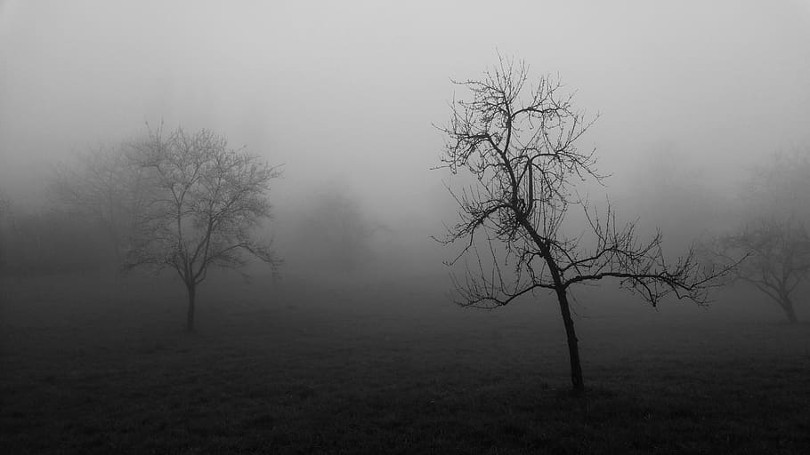 fog, tree, forest, nature, landscape, autumn, secret, haze HD wallpaper