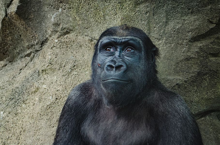 animal, ape, gorilla, monkey, wildlife, primate, animal wildlife HD wallpaper