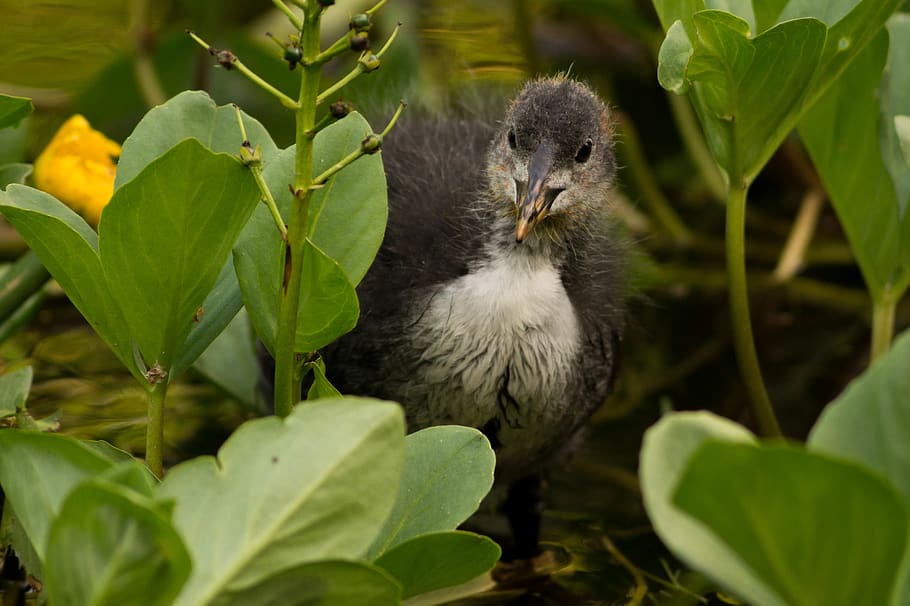 Selective Focus Photography of Brown Water Bird Standing Between Green Leafed Plants HD wallpaper