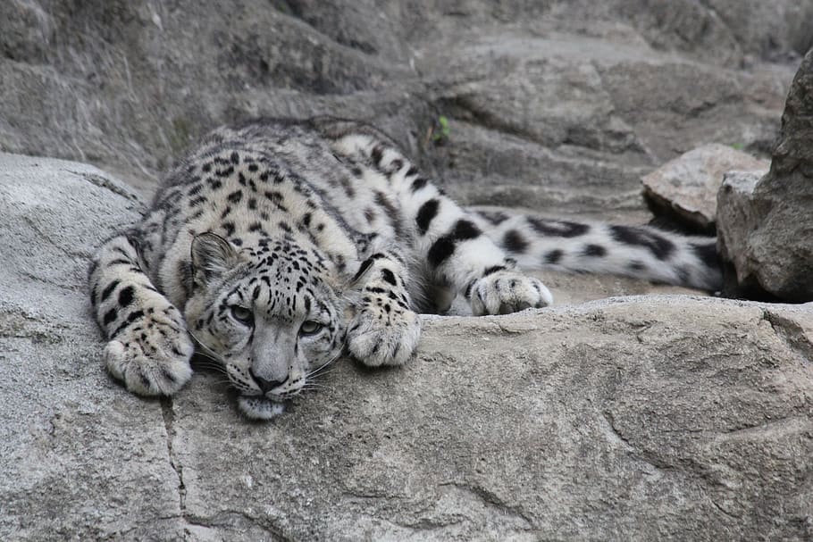 snow leopard, predator, big cat, zoo, snow leopards, animal HD wallpaper