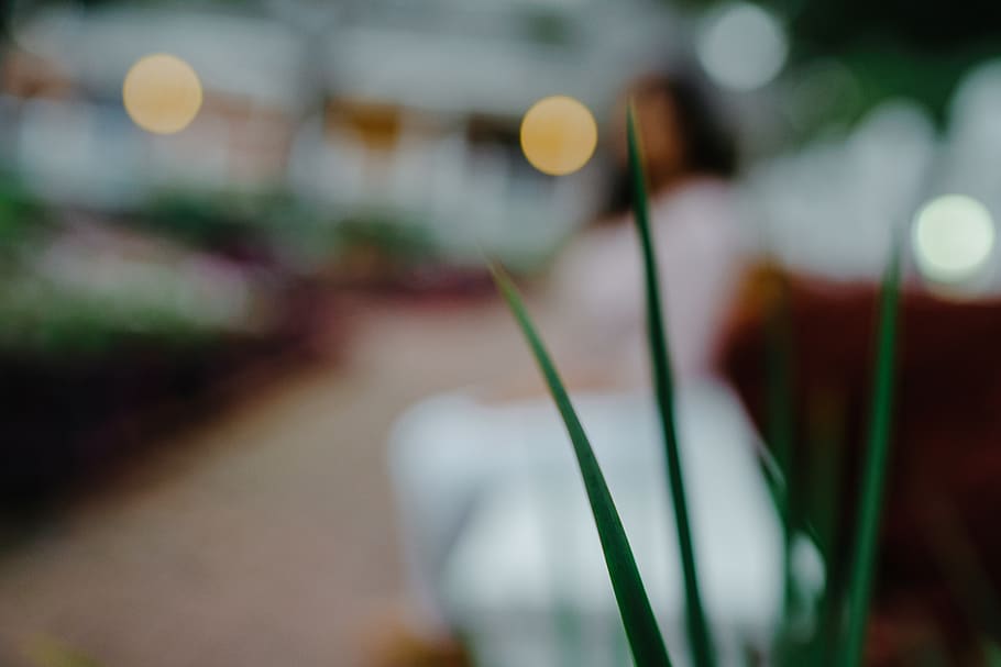 green long leaf plant, flower, blossom, portsmouth, united states HD wallpaper