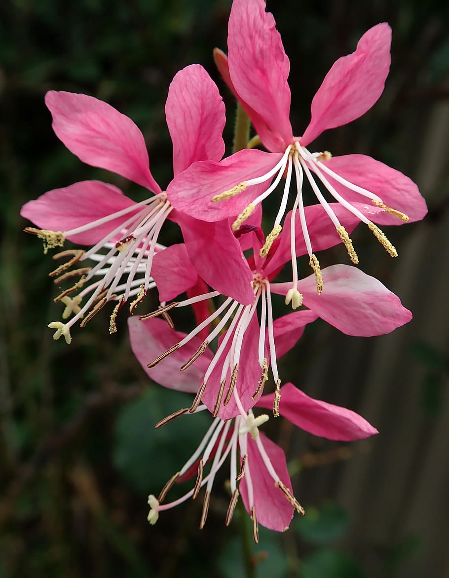 flower, pink, garden, spring, nature, flowering plant, vulnerability HD wallpaper