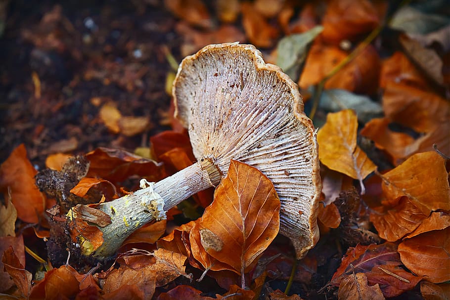 mushroom, toadstool, stem, cap, spores, fungus, growth, organic HD wallpaper