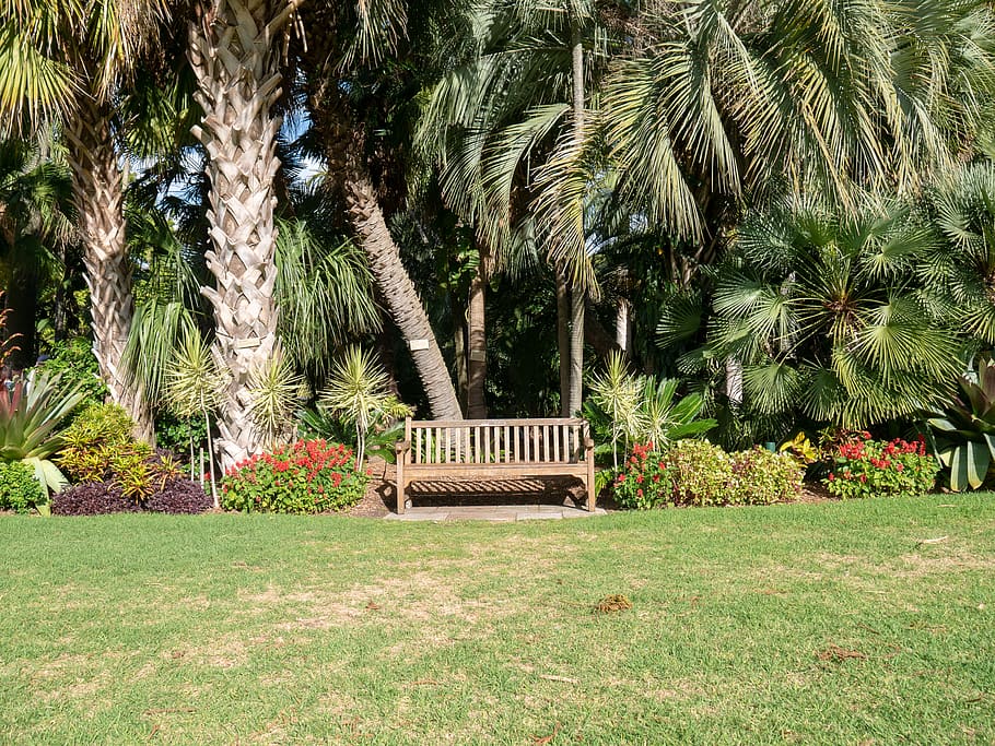 Empty Brown Wooden Bench in a Park, flora, garden, grass, palm HD wallpaper