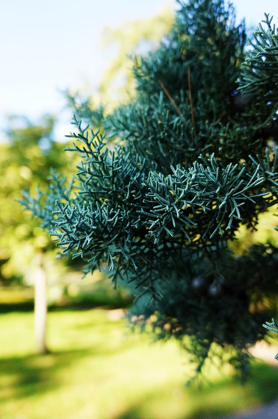 france, paris, plant, tree, green color, growth, selective focus HD wallpaper
