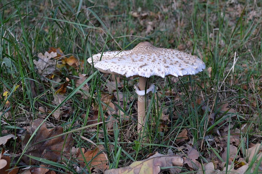 mushroom, grass, forest, nature, in the fall, nice, plate, fungus HD wallpaper